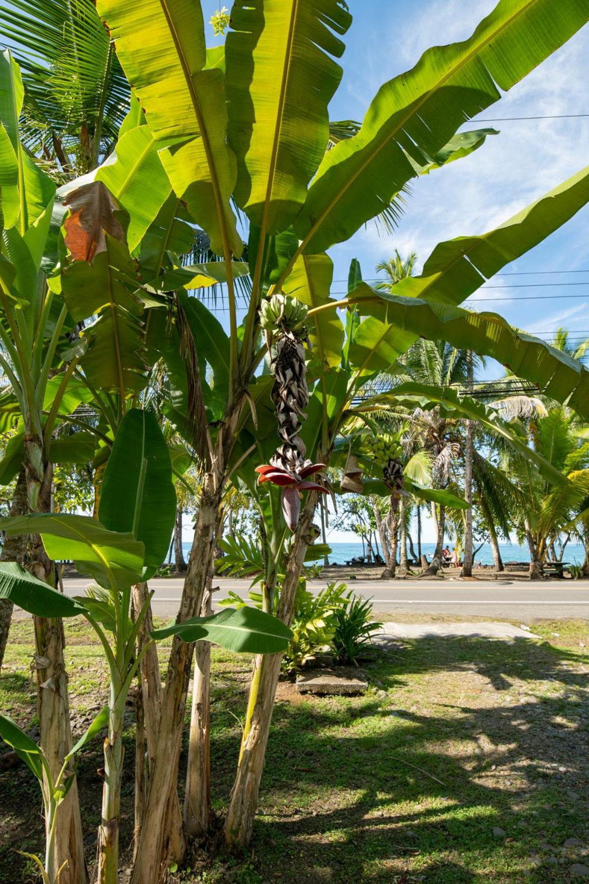 Casa Blanca Beachfront House With Shared Pool Access Pangea Lodge Manzanillo  Εξωτερικό φωτογραφία